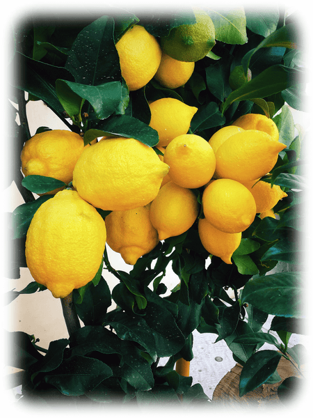Limoncello 🍋 Zitronenlikör (Liquore di Limone) kaufen. 🇮🇹 bestellen von Giuseppe BIANCHI Distillati im Italien-Shop in der Schweiz einkaufen. Limoncello enthält frische gelbe Zitronen aus Sizilien für den berühmten italienischen Digestivo nach dem Essen. The lemon, Citrus limon, is a species of small evergreen tree in the flowering plant family Rutaceae. The tree's ellipsoidal yellow fruit is used for culinary and non-culinary purposes throughout the world, primarily for its juice, which has both culinary and cleaning uses (Zitrone-Limoncello-Italien) Zitrone-Limoncello-Italien: Limoncello kaufen/bestellen online im Italienshop 🇮🇹: Limoncello enthält frische gelbe Zitronen aus Sizilien für den berühmten italienischen Digestivo nach dem Essen. The lemon, Citrus limon, is a species of small evergreen tree in the flowering plant family Rutaceae. The tree's ellipsoidal yellow fruit is used for culinary and non-culinary purposes throughout the world, primarily for its juice, which has both culinary and cleaning uses. Limoncello kaufen (Likör) • 🇮🇹 Sizilianische Zitronen von Giuseppe BIANCHI Distillati. (Schweiz)